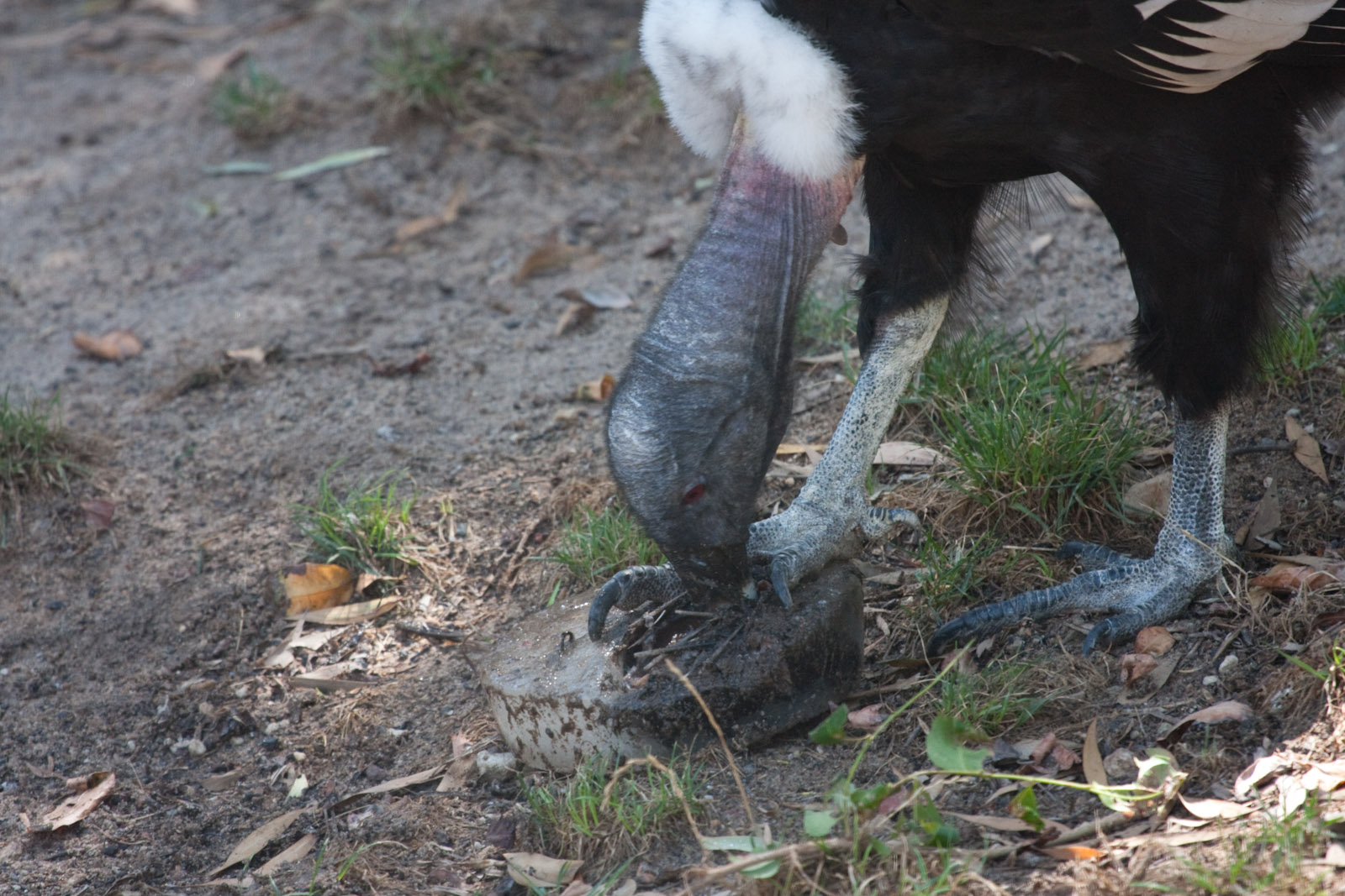 Andean Condor with iceblock - Jan 2009