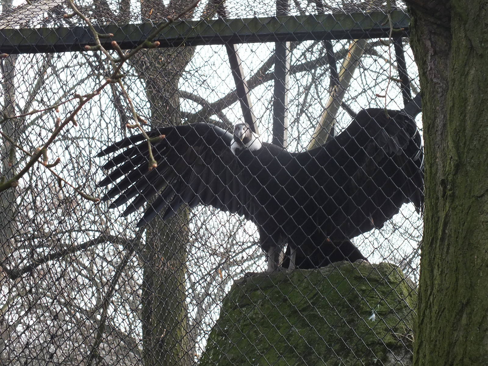 Andean Condor with wings out
