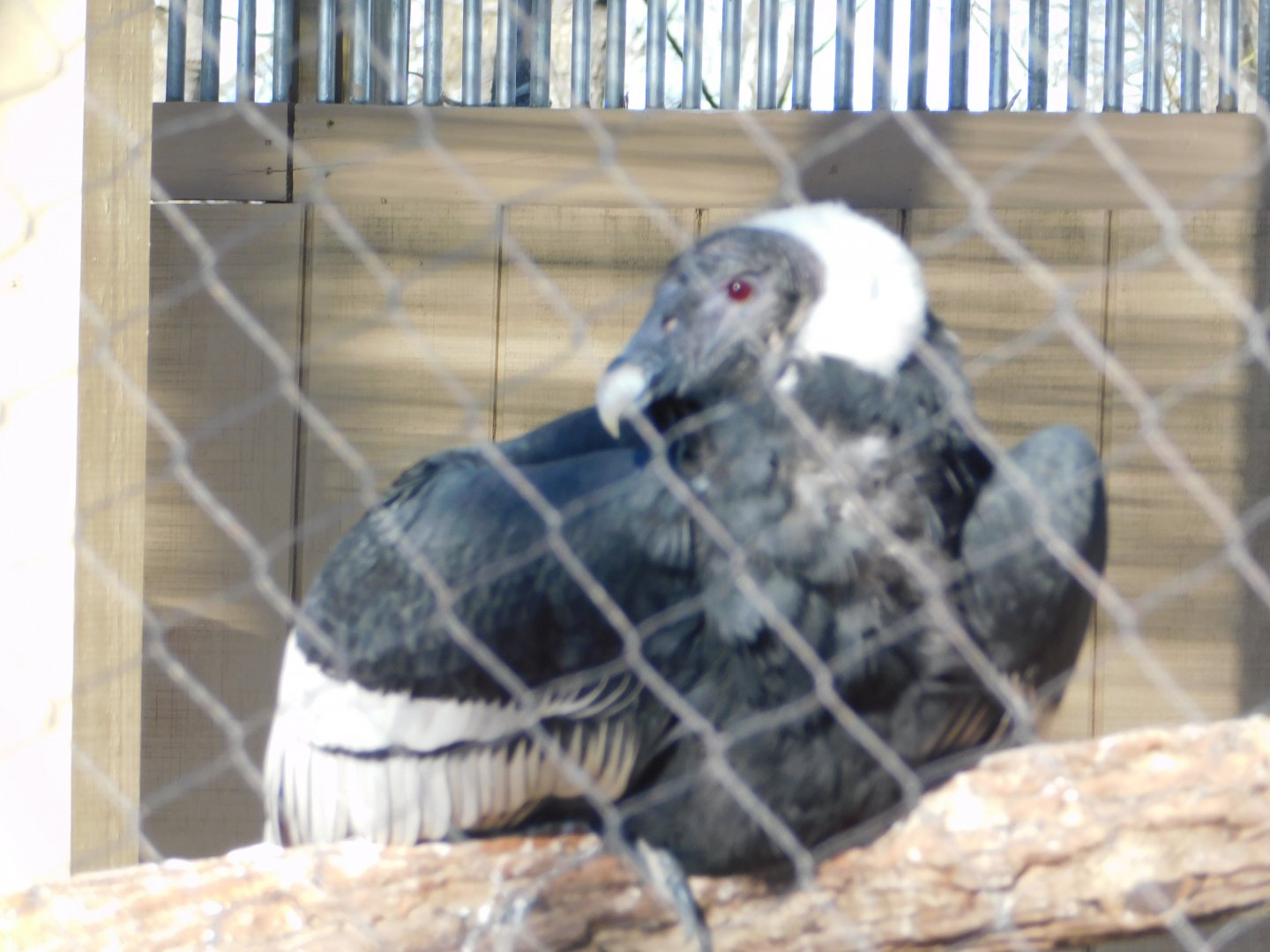 Andean Condor- World Bird Sanctuary February 2022