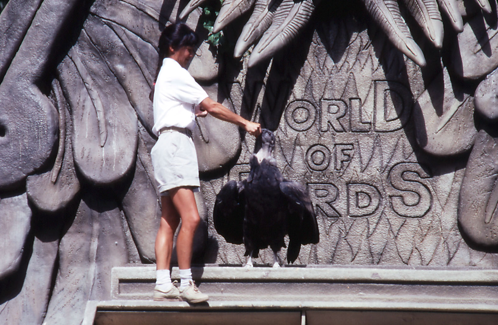 Andean Condor, World of Birds Show - 1992