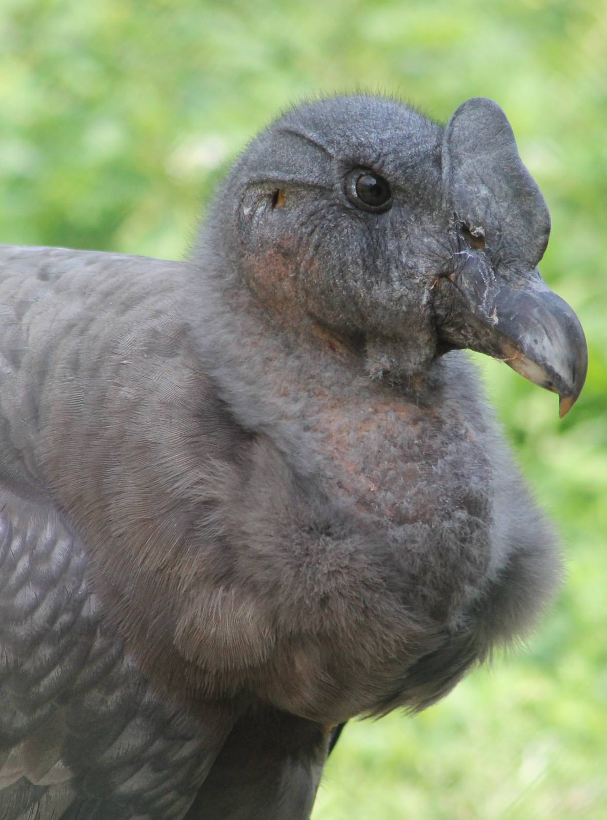 Andean condor young male