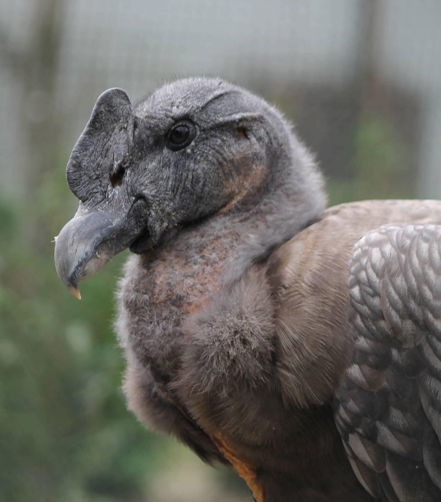 Andean condor young male