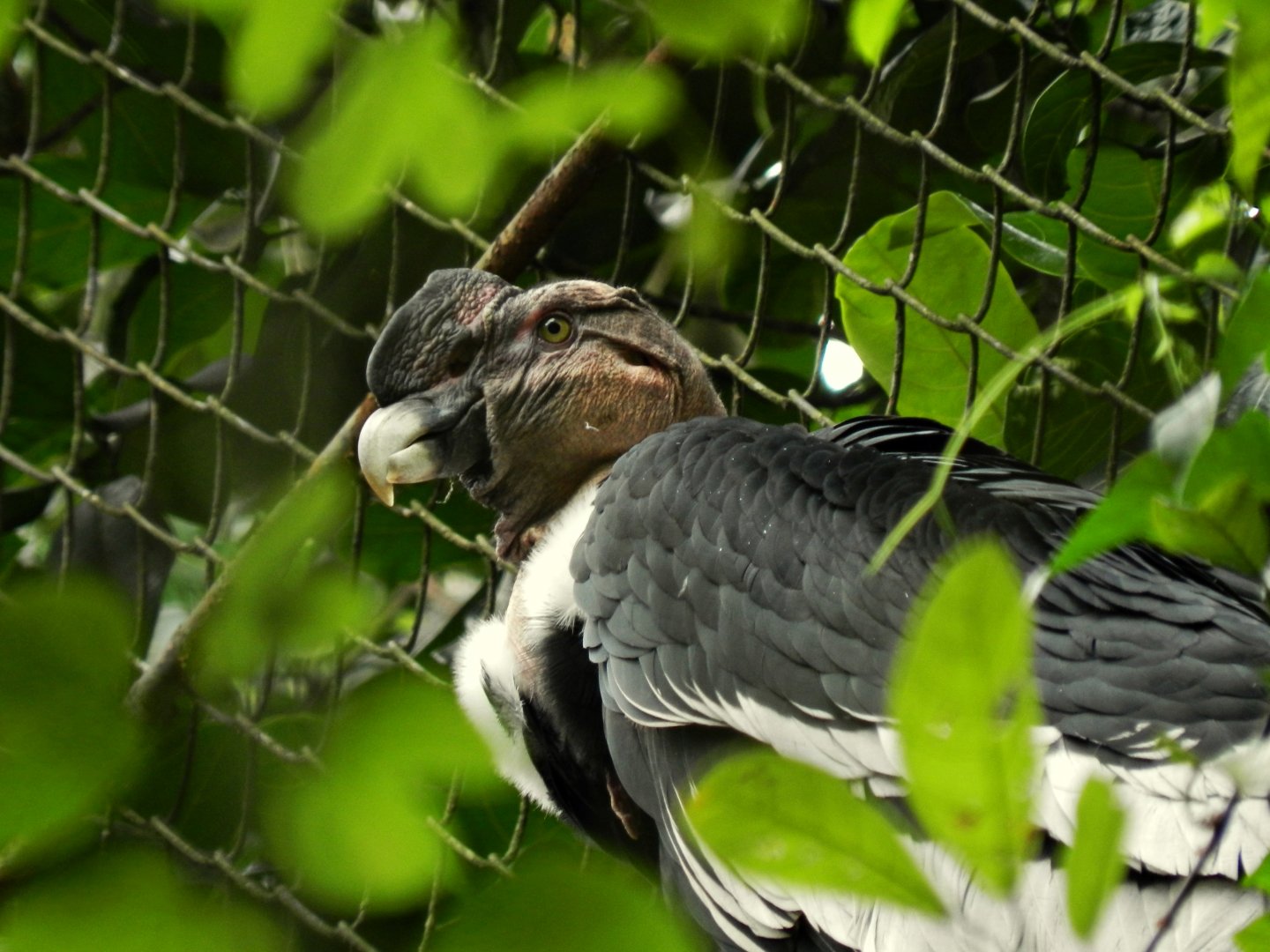 Andean condor - Zoo São Paulo