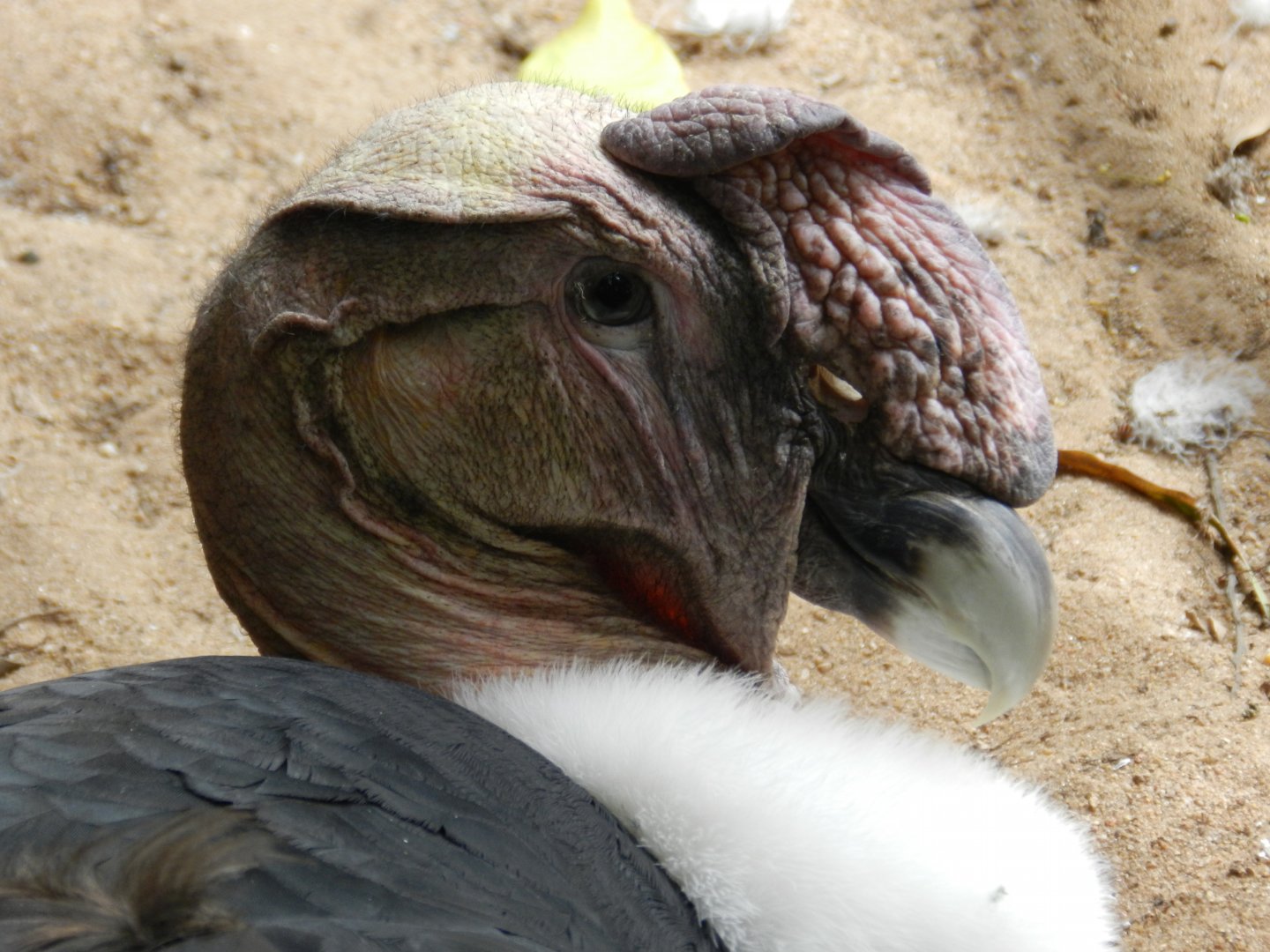 Andean condor - Zoo Sapucaia