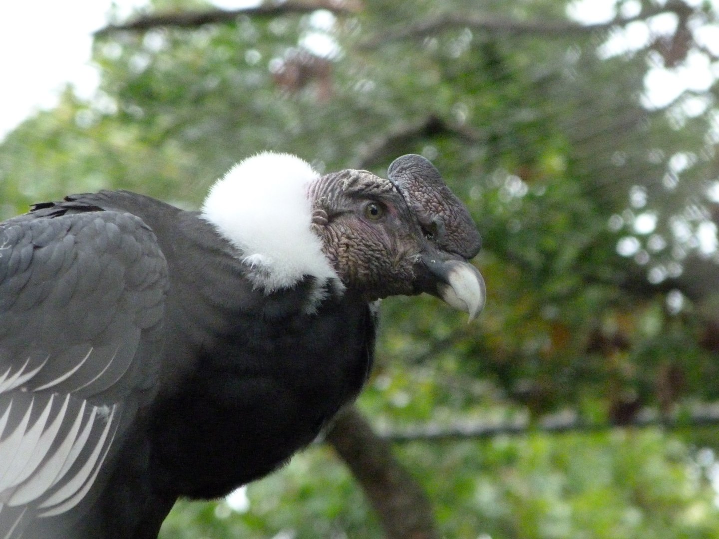 Andean condor -Zoologischer Garten Berlin (2024)