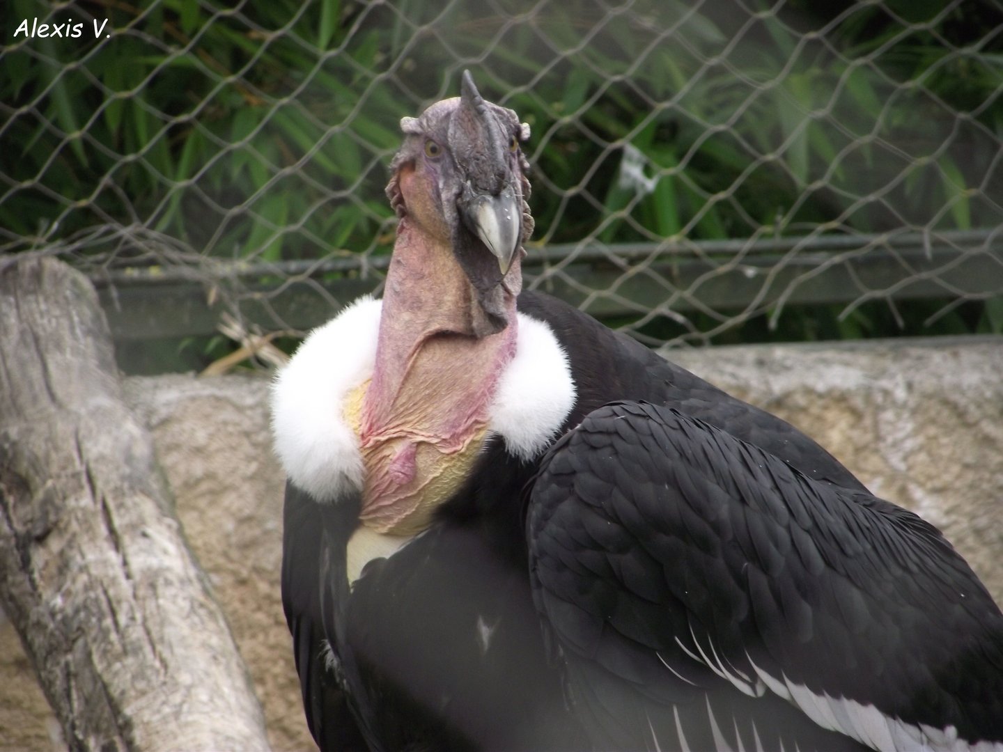 Andean Condor - Zooparc de Beauval - 07/2020