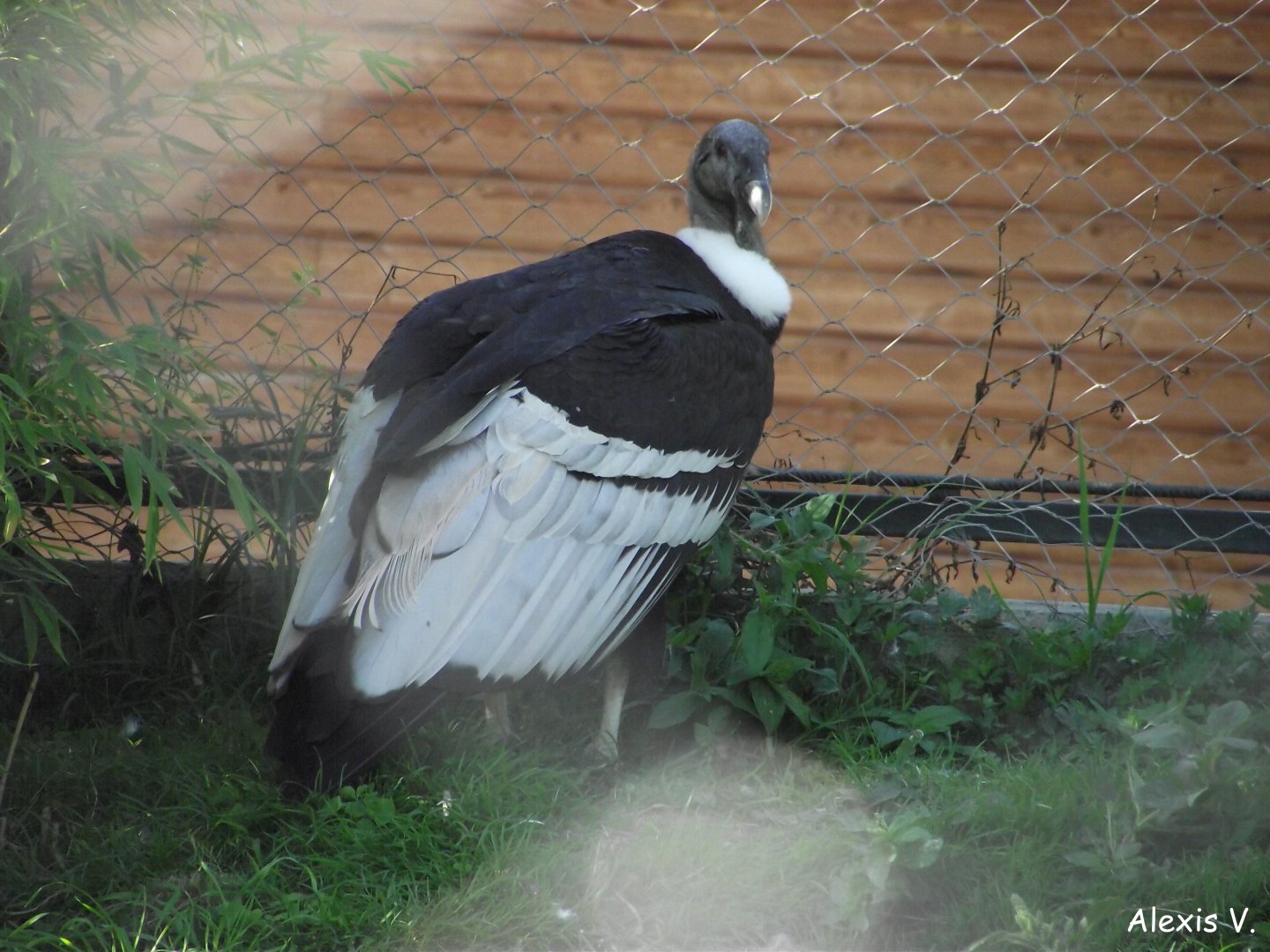 Andean Condor - Zooparc de Beauval - 08/2017