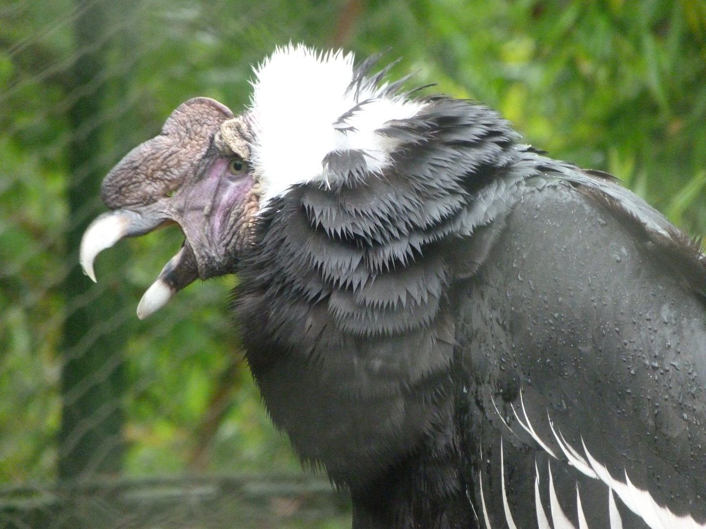 Andean condor -ZooParc de Beauval (2025)