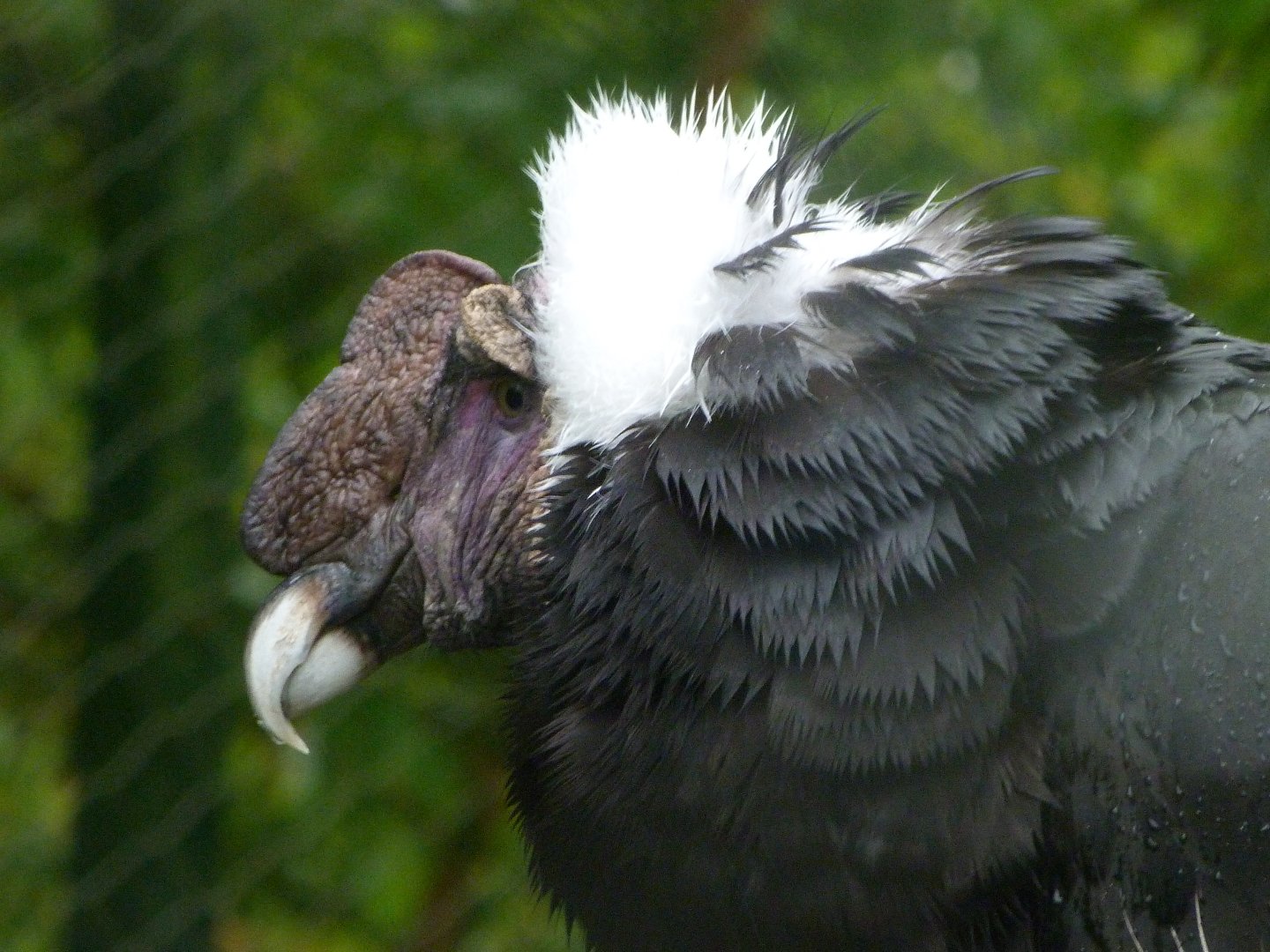 Andean condor -ZooParc de Beauval (2025)