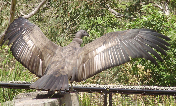 Andean condor