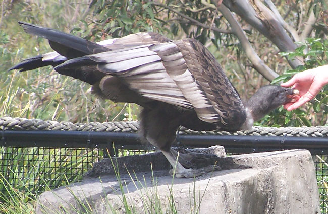 Andean Condor