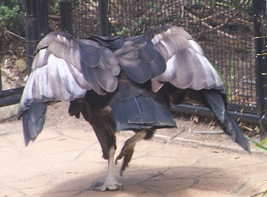 Andean Condor