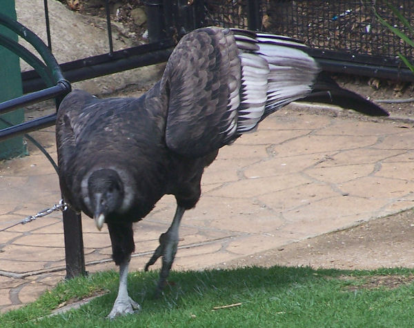 Andean Condor