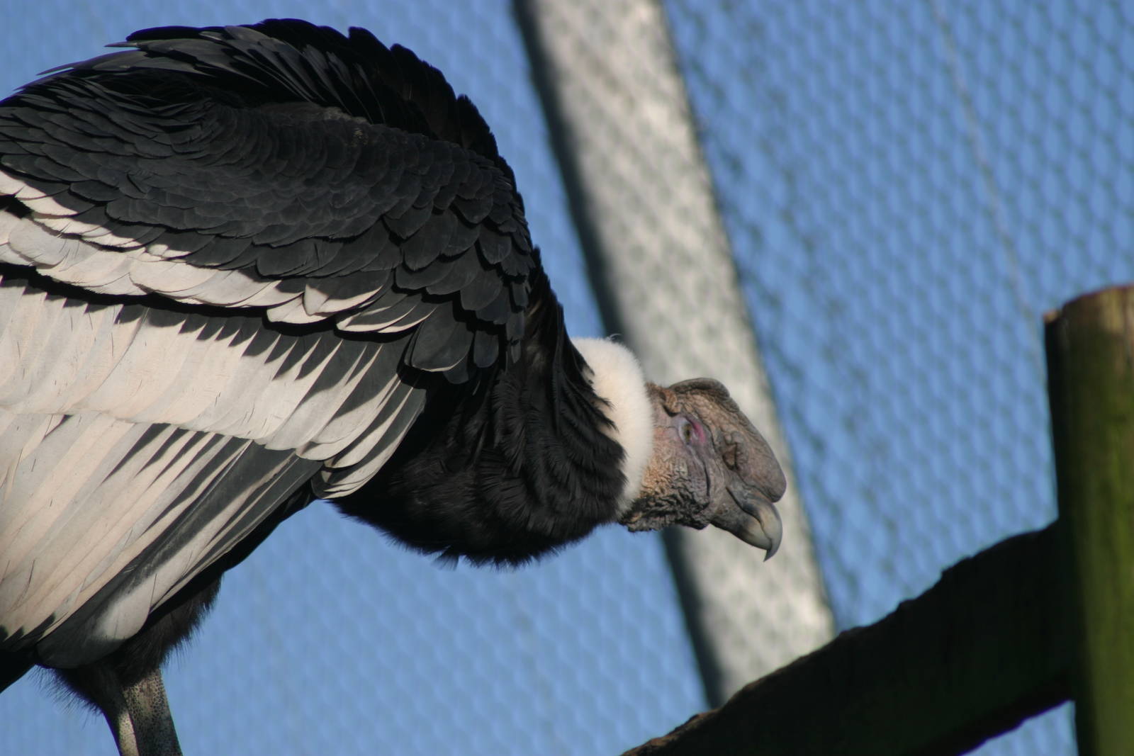 Andean Condor