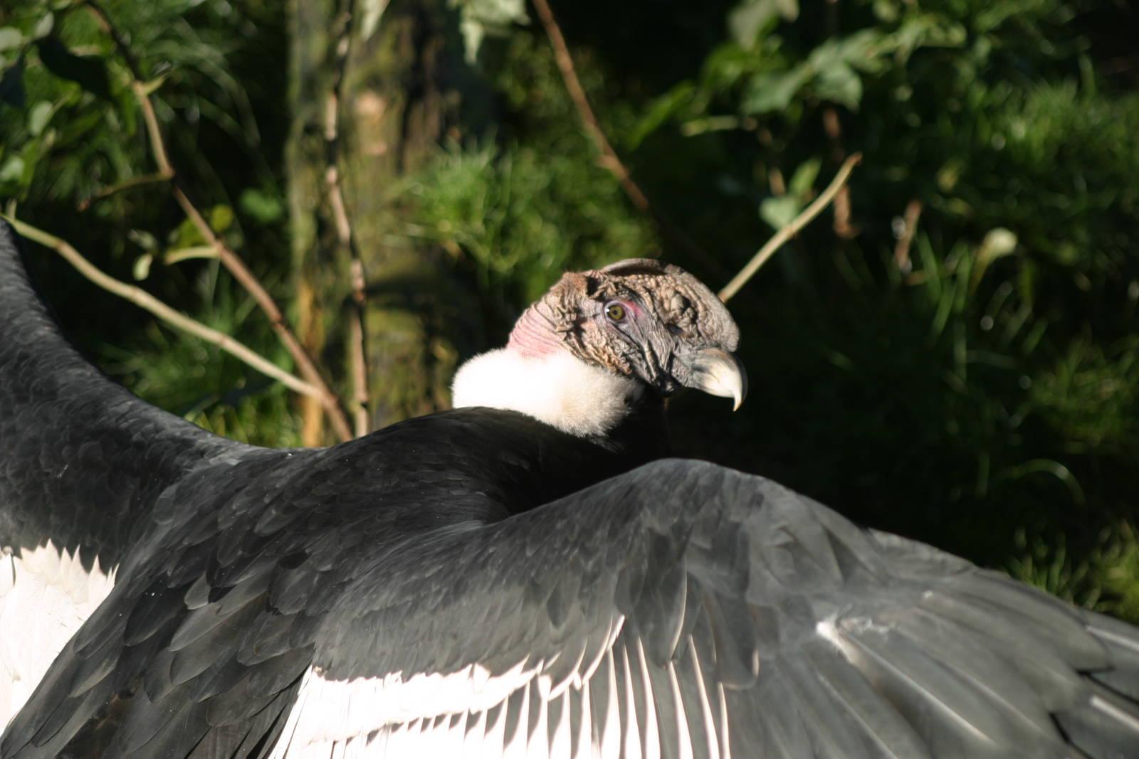 Andean Condor
