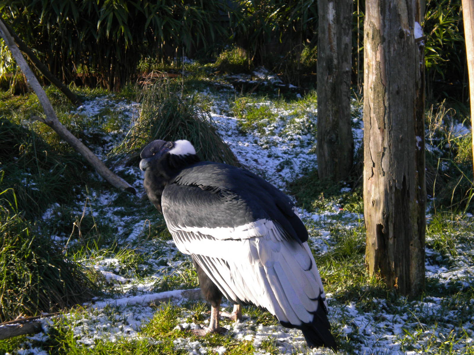 Andean Condor.