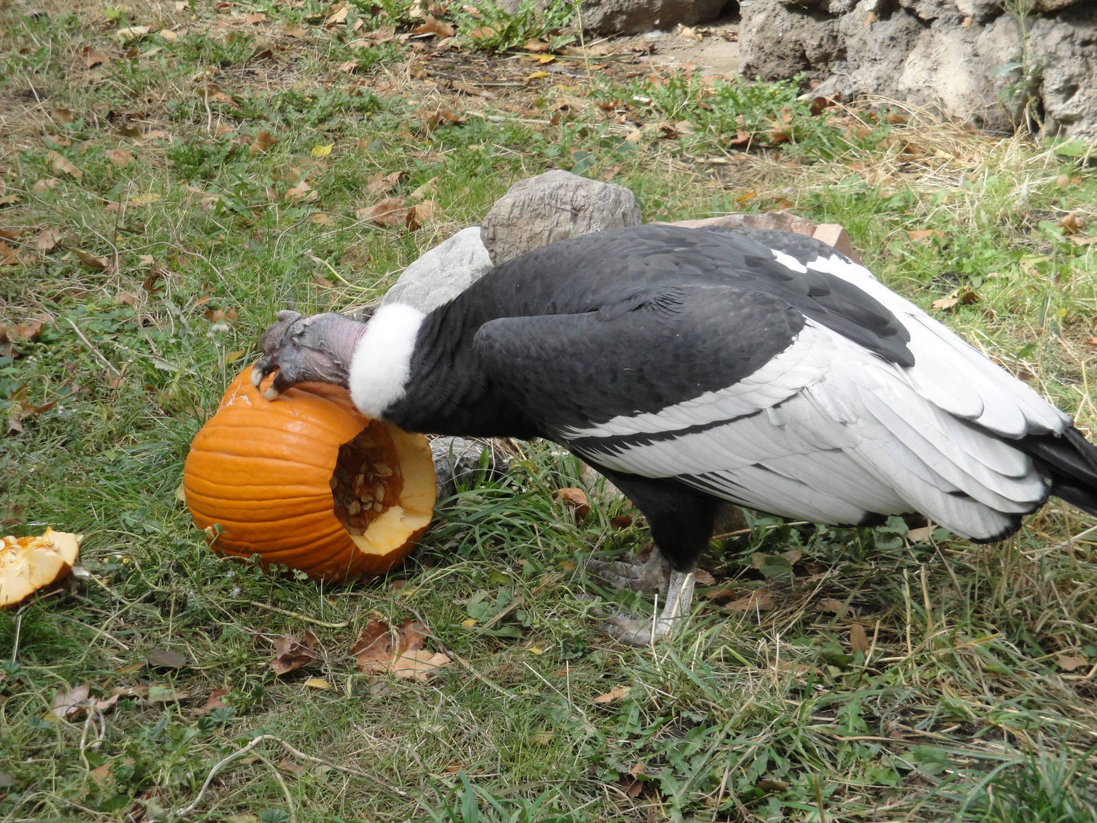 Andean Condor