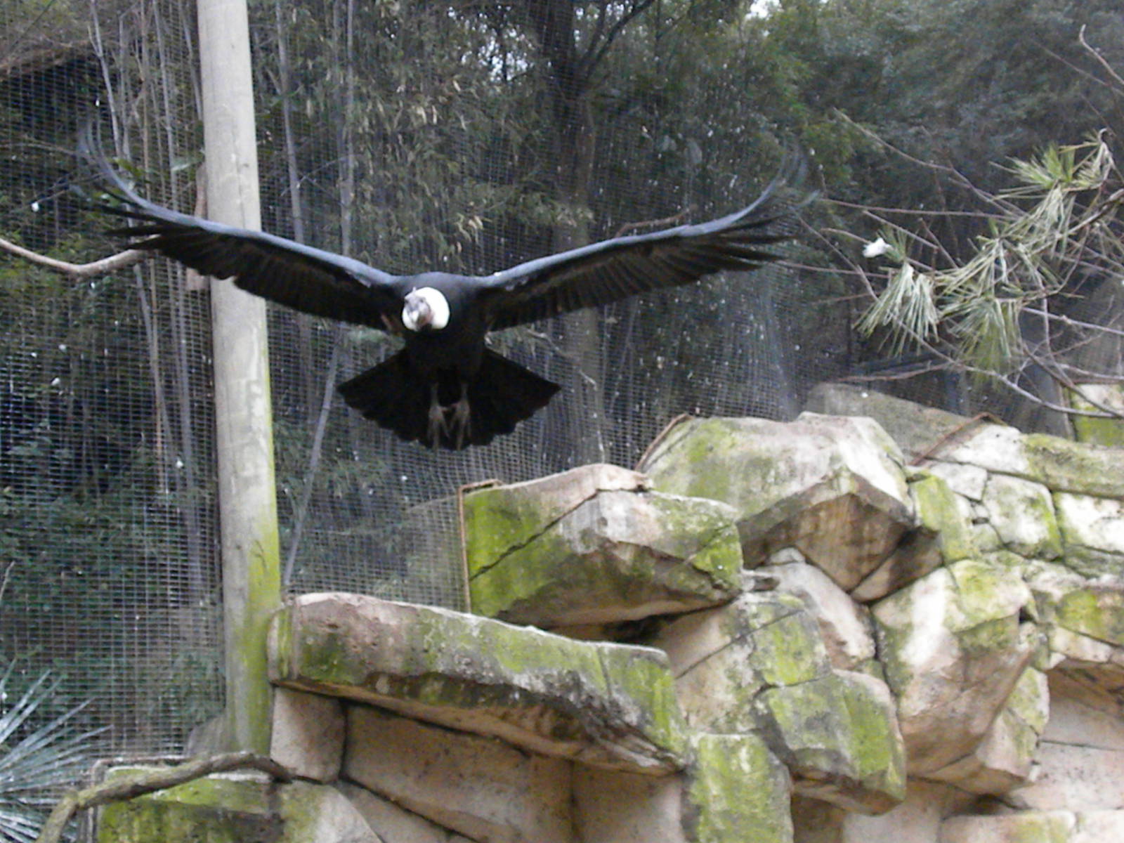 Andean Condor