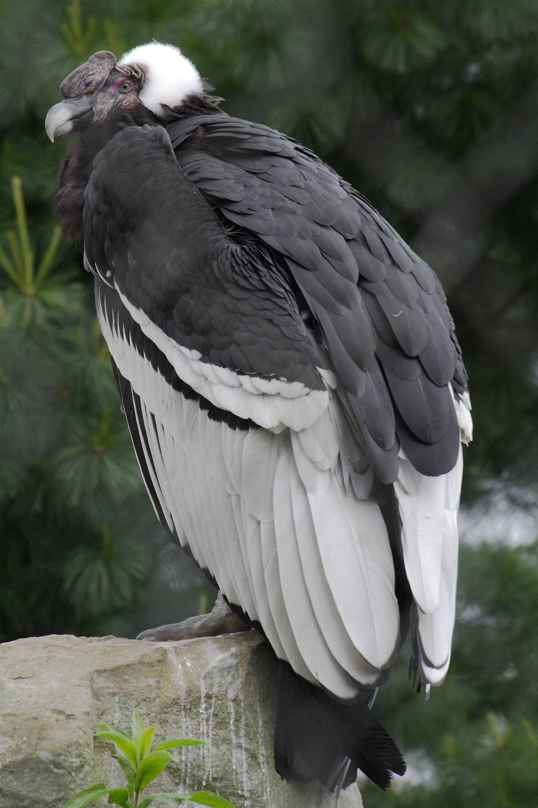 Andean condor