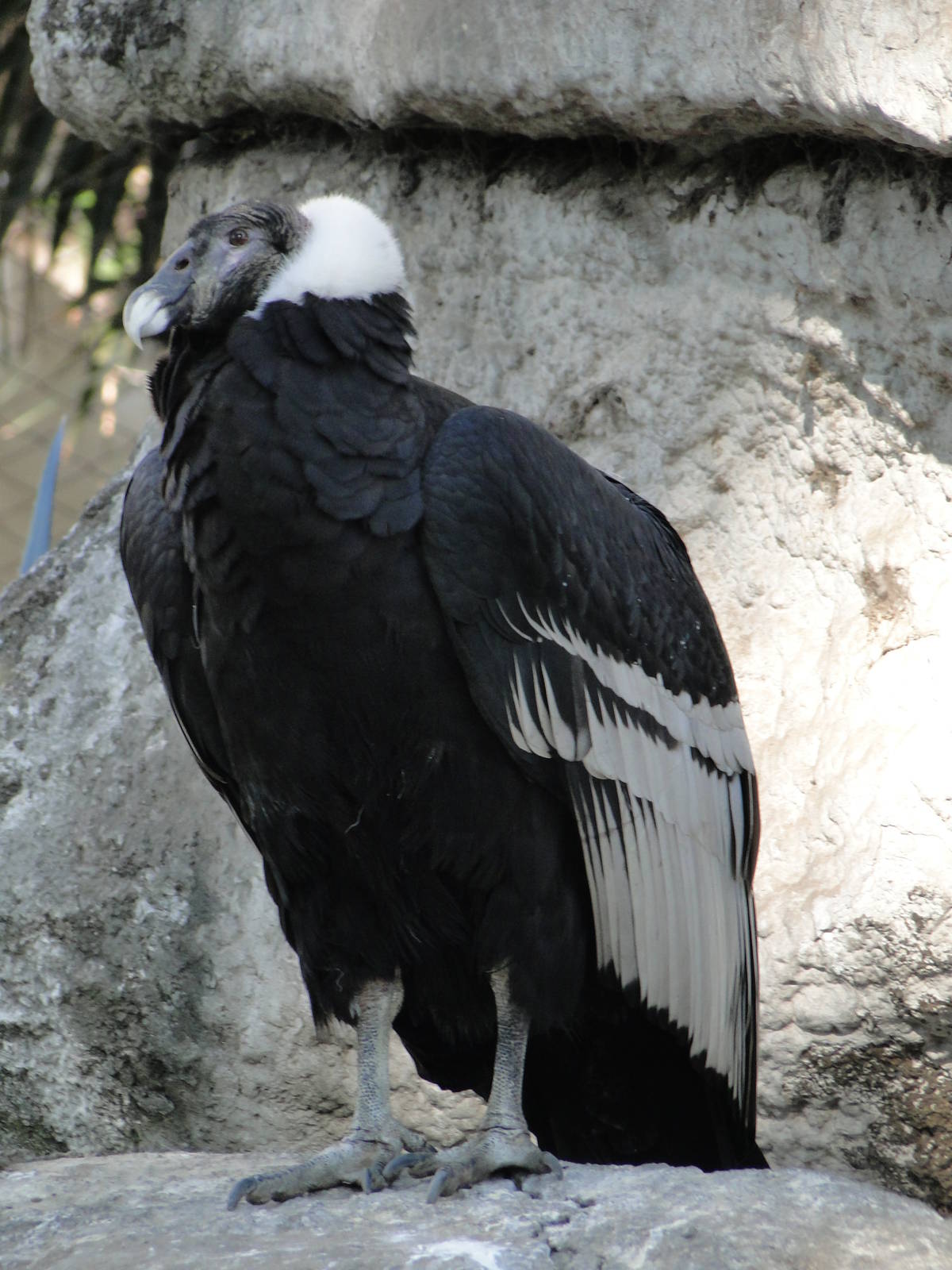 Andean Condor