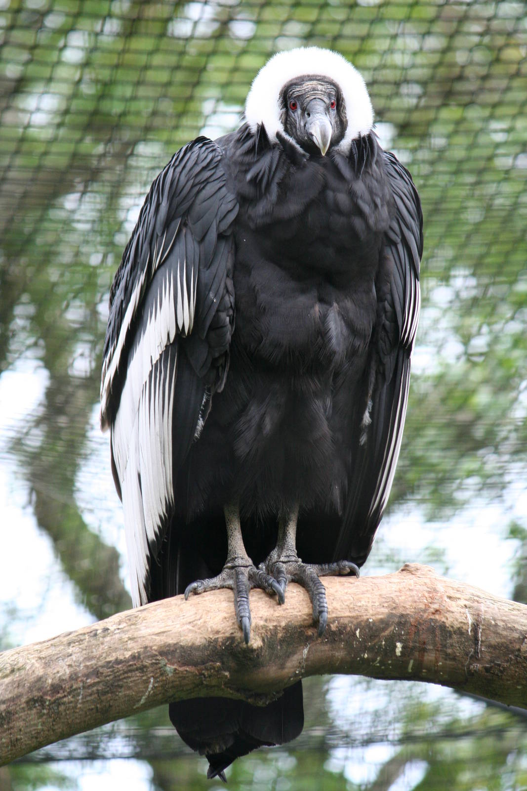 Andean condor