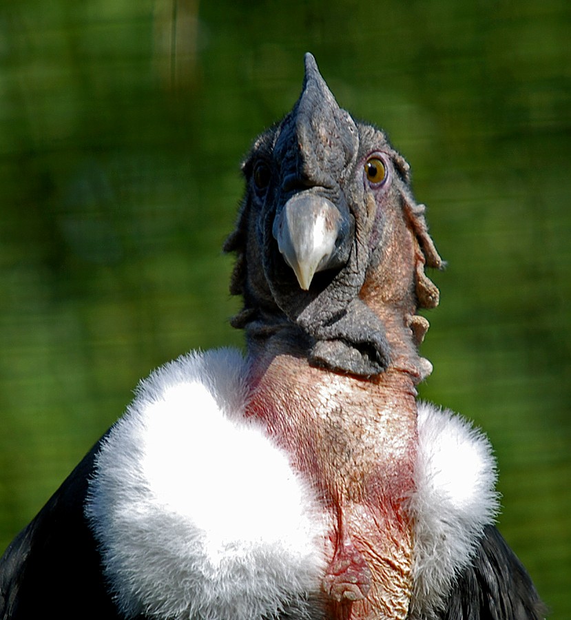 Andean Condor
