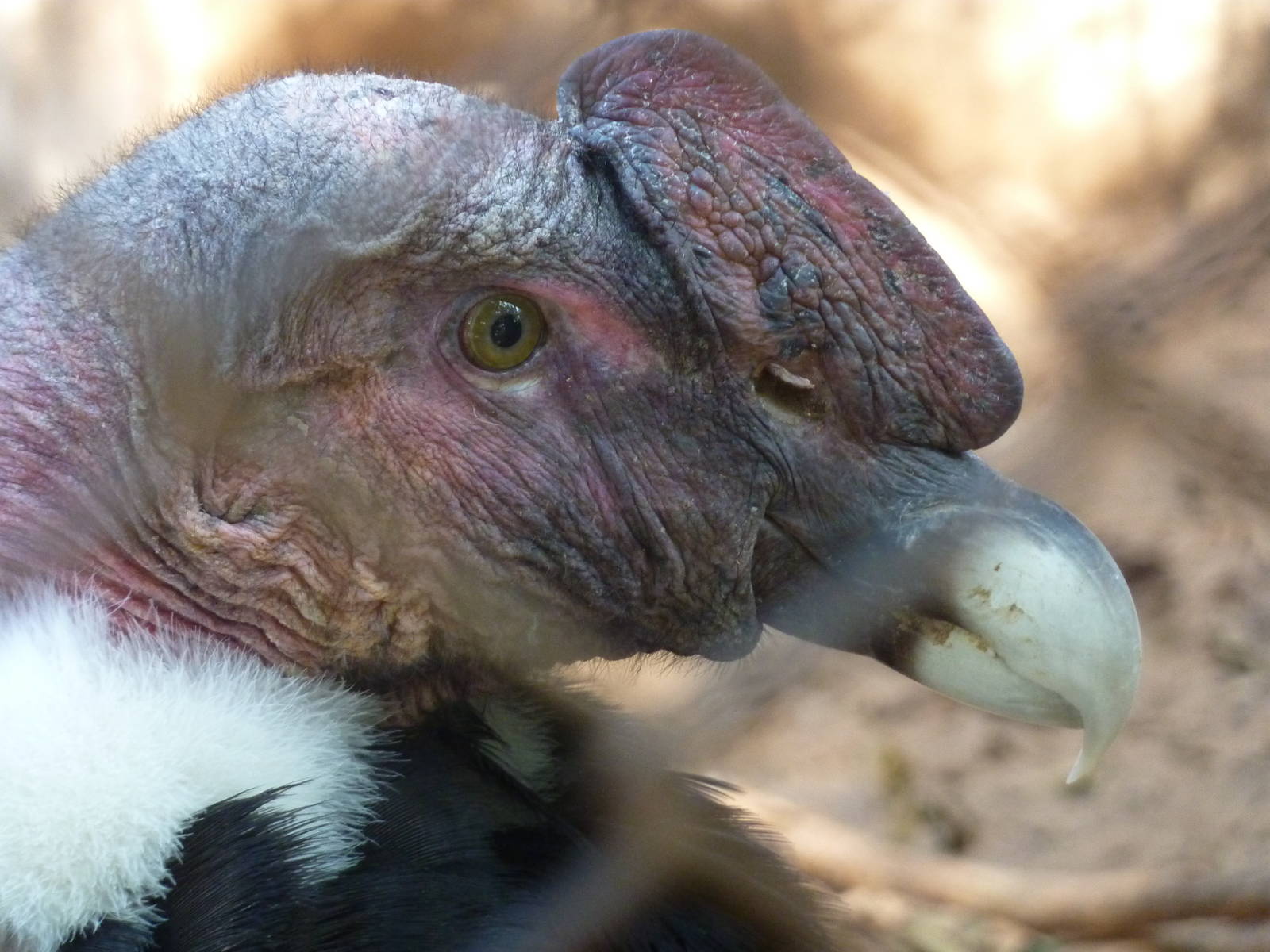 Andean condor