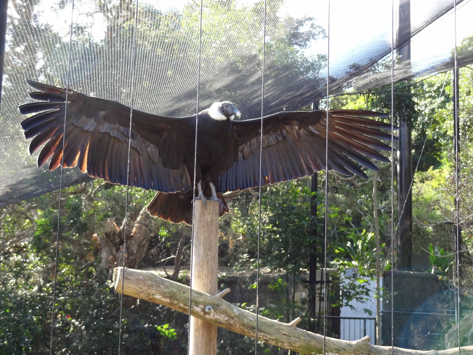 Andean Condor