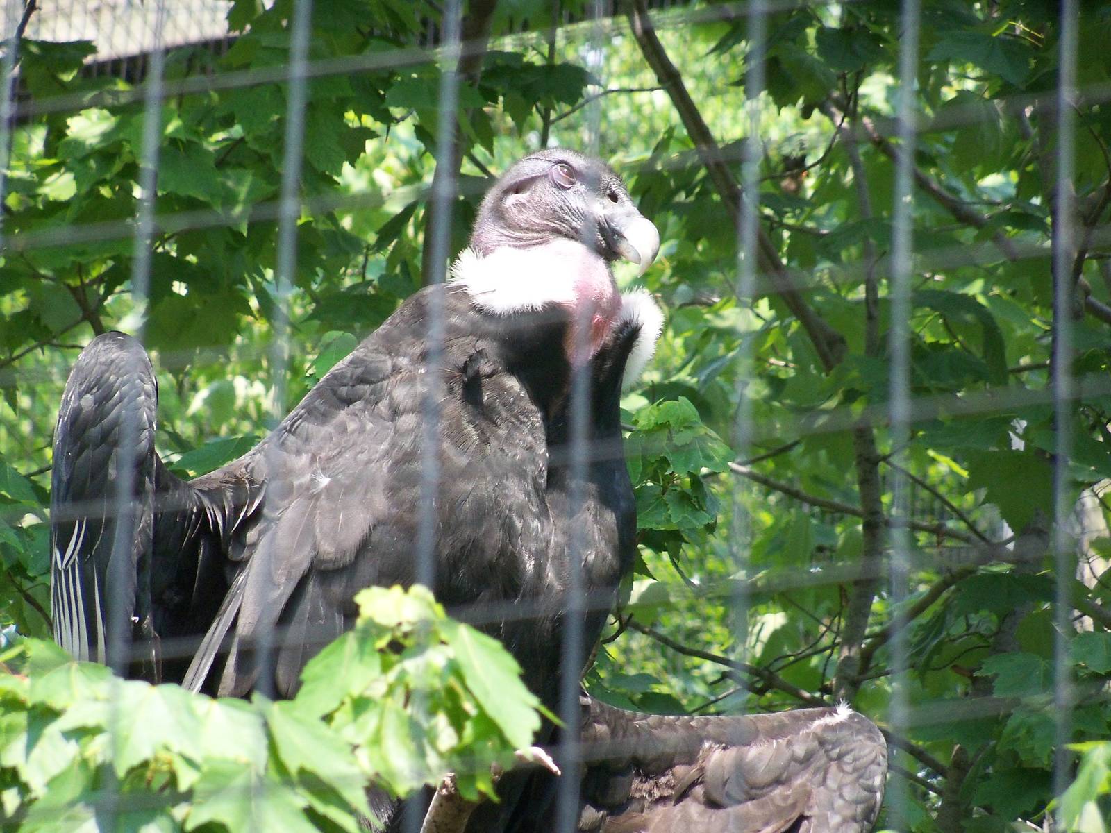 Andean Condor