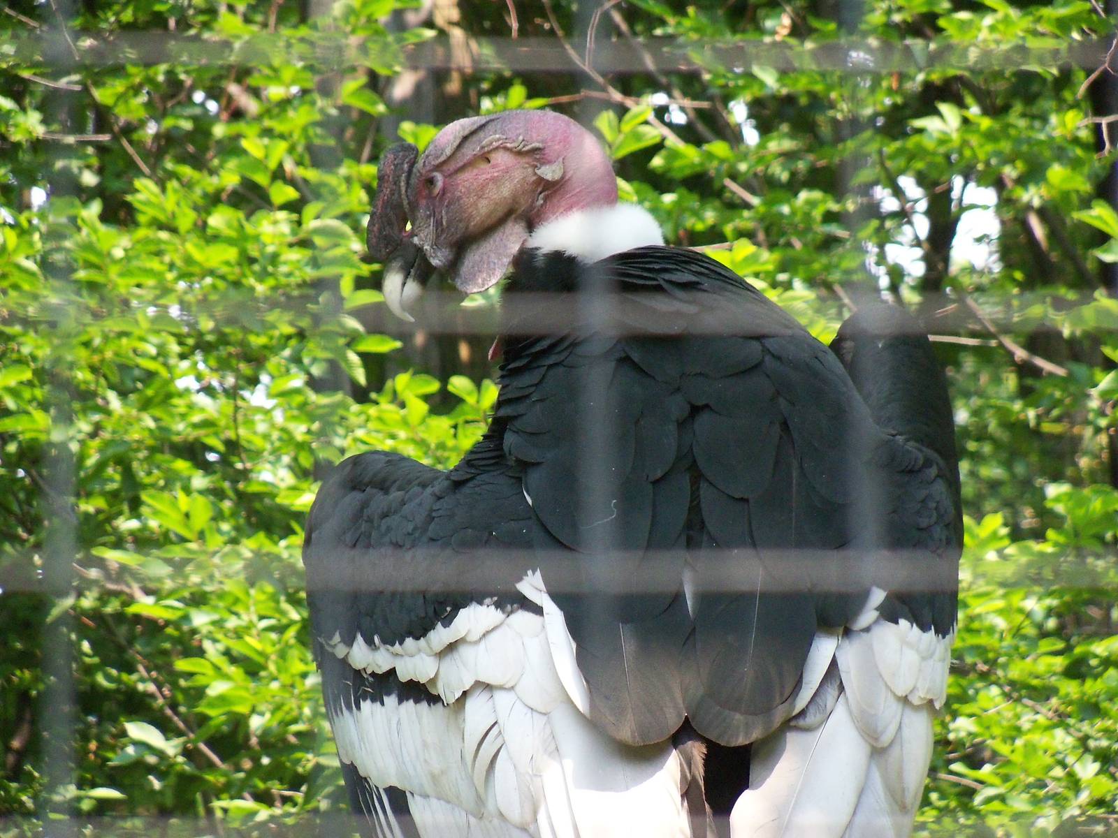 Andean Condor