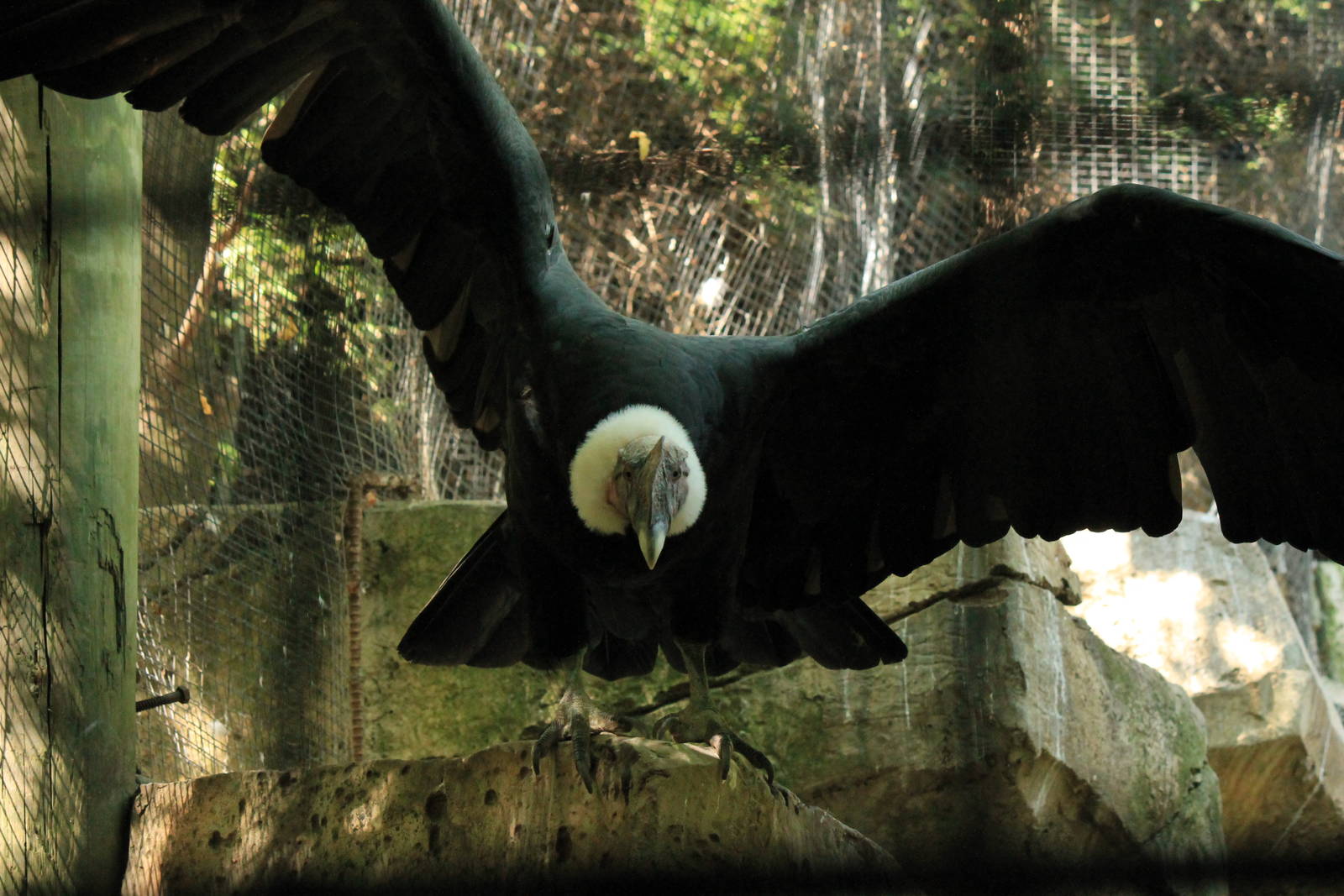 Andean Condor