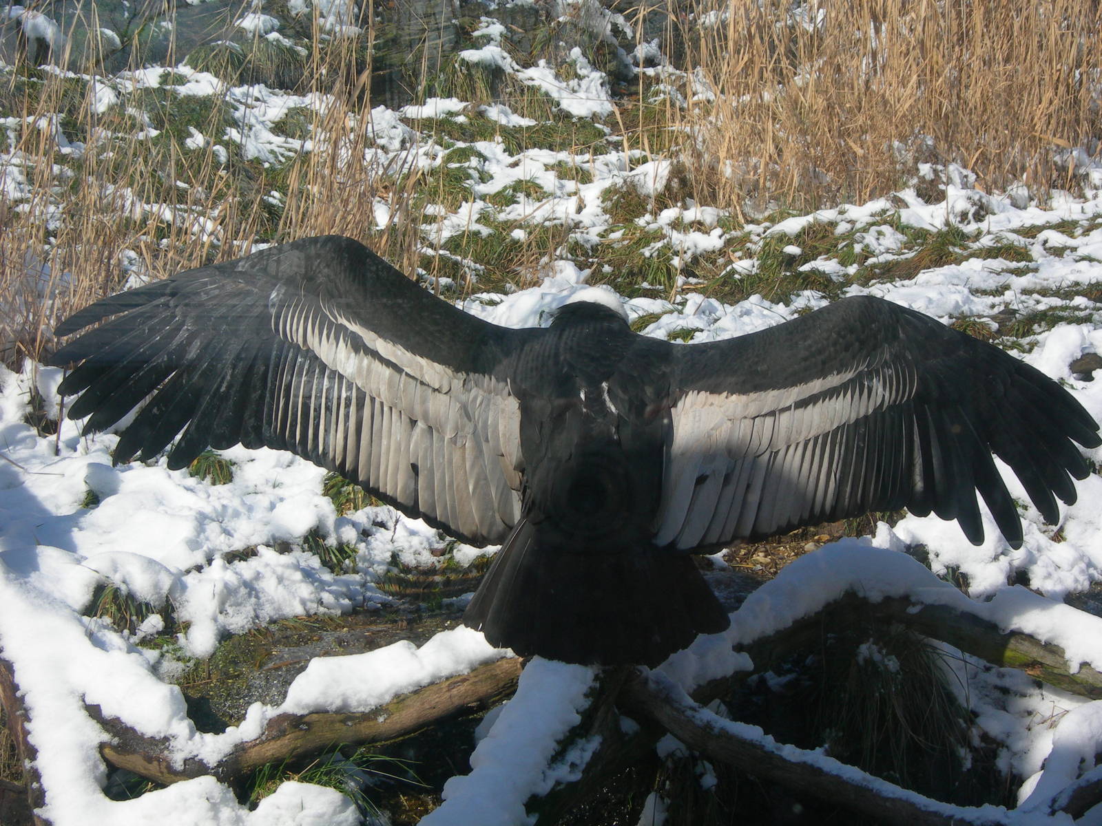 Andean Condor