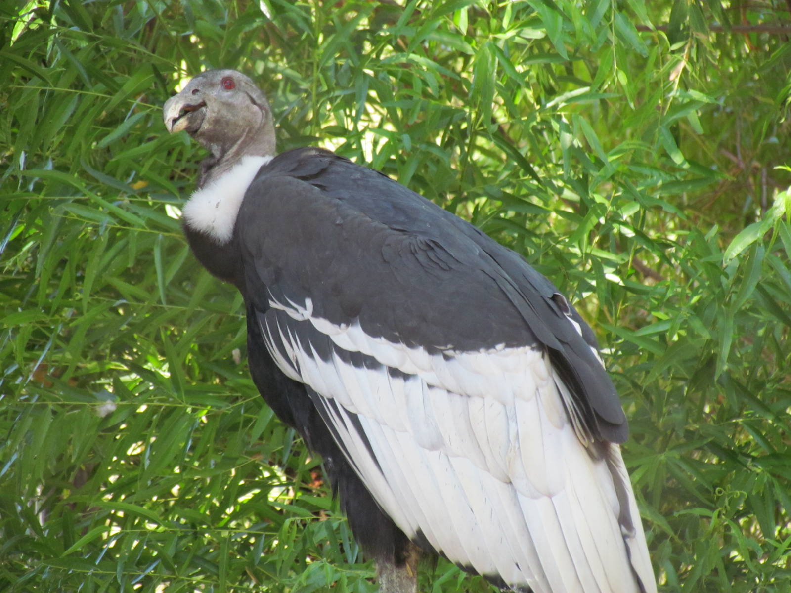 Andean Condor
