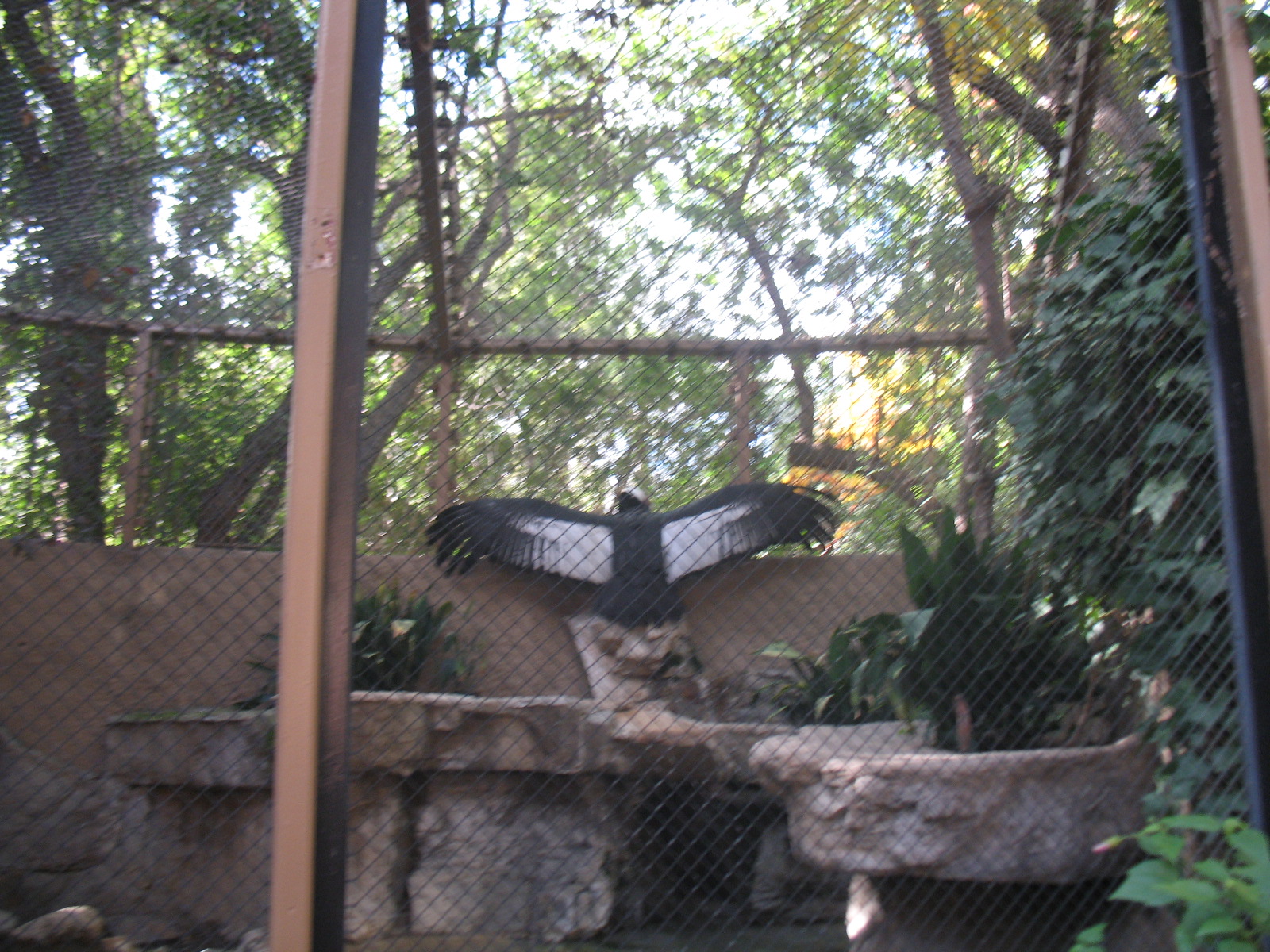 Andean Condor