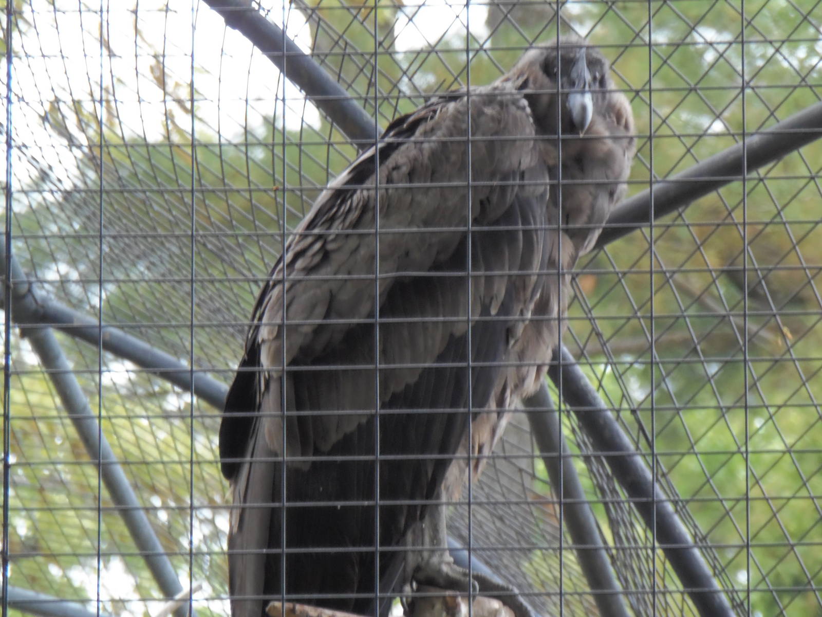 Andean Condor