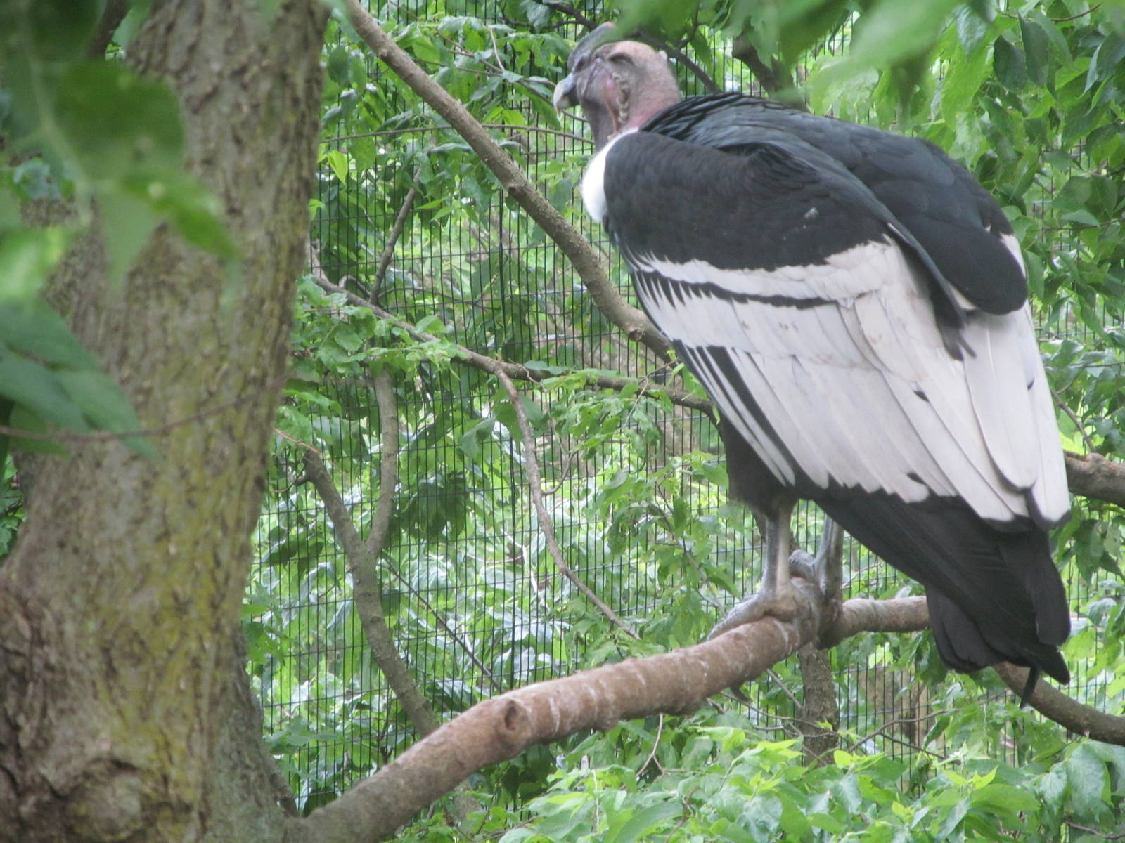 Andean Condor