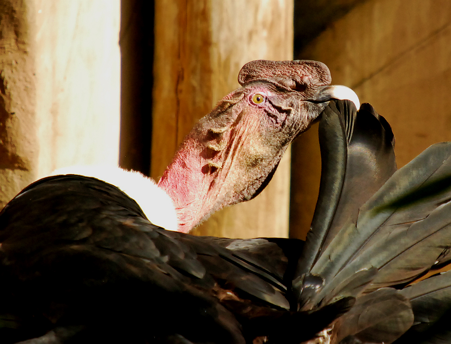 ANDEAN CONDOR