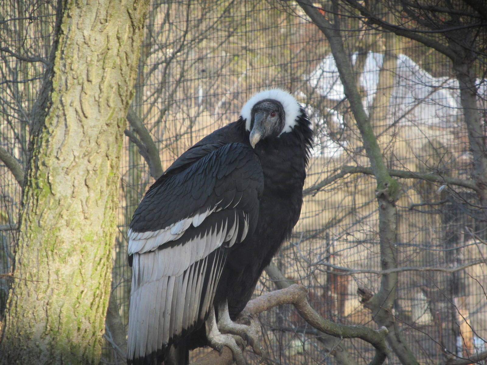 Andean Condor