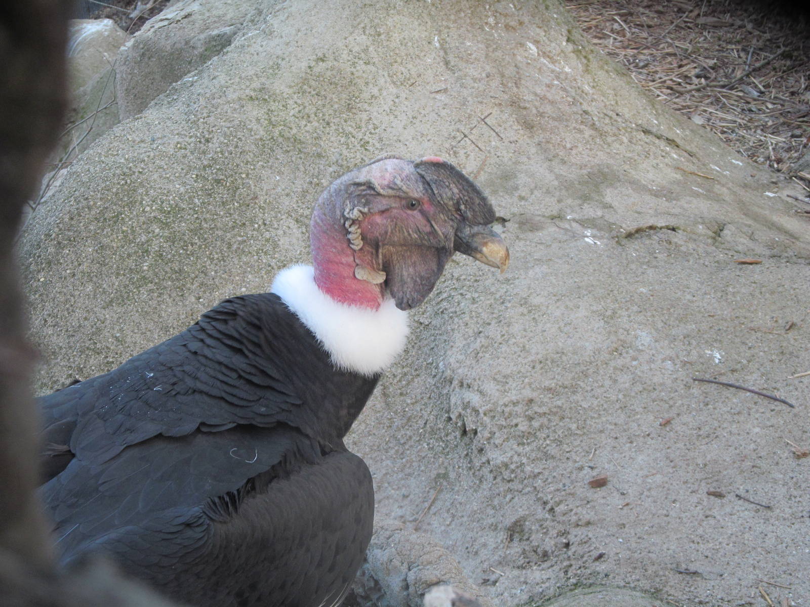 Andean Condor