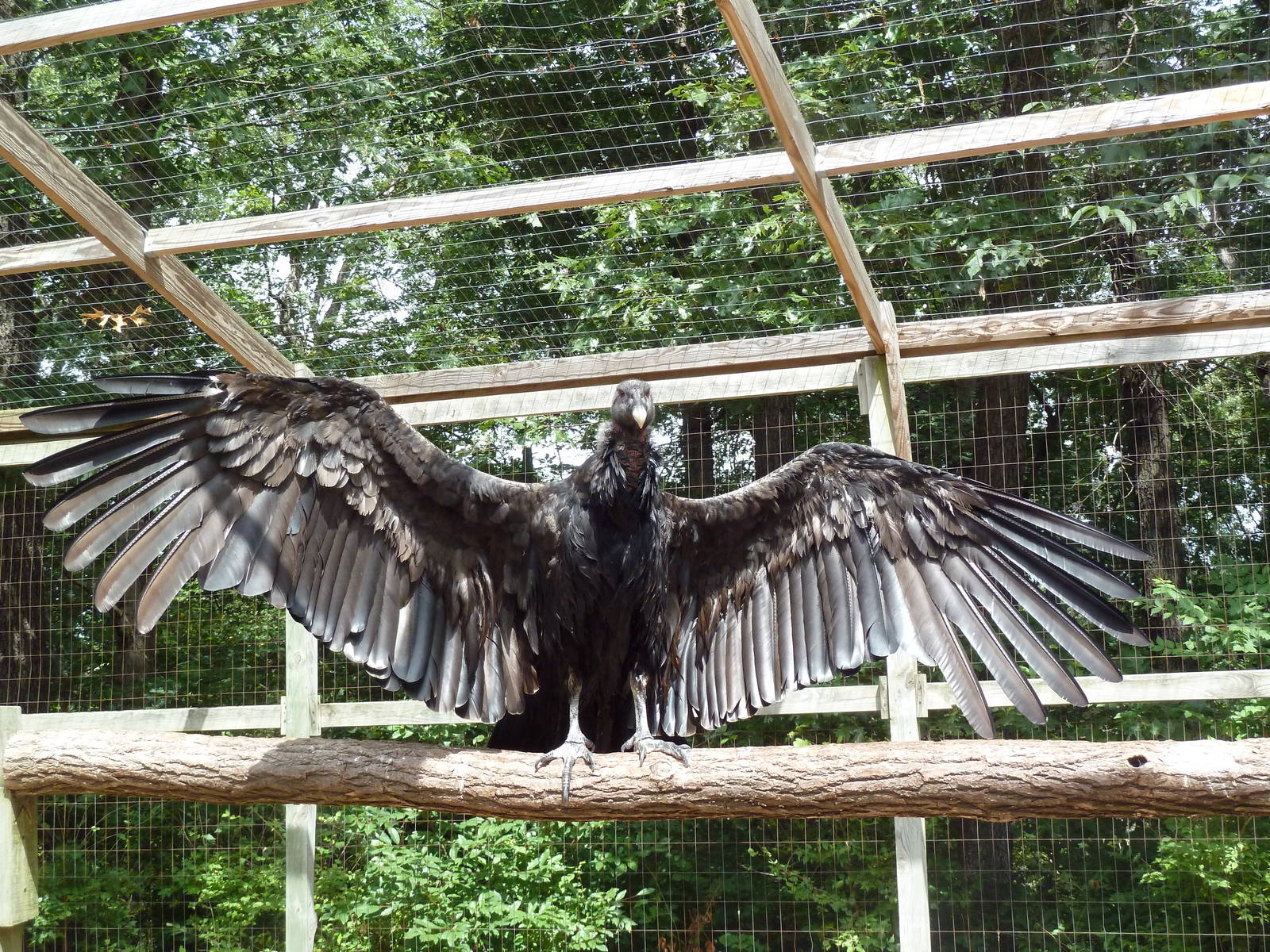 Andean Condor
