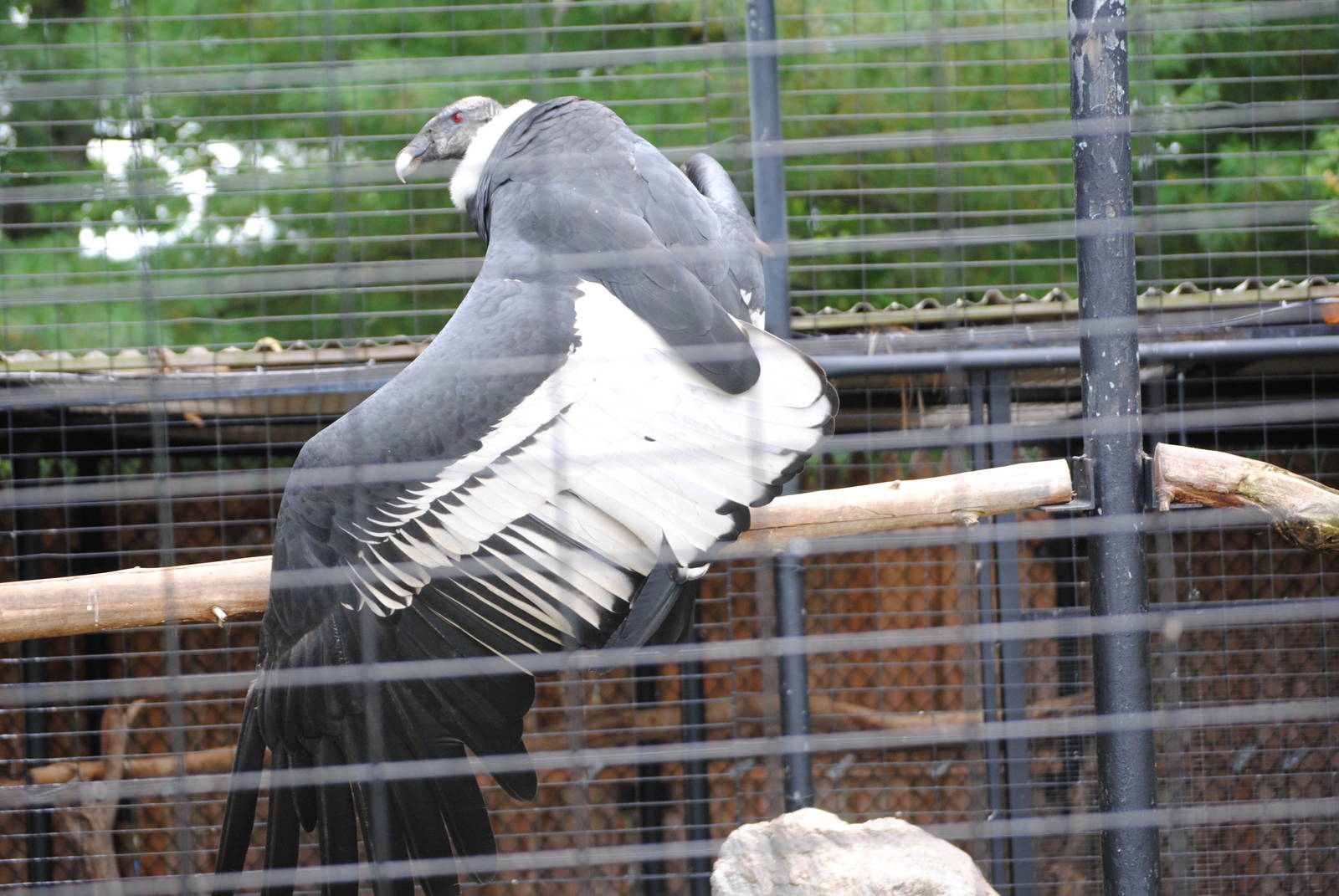 Andean Condor