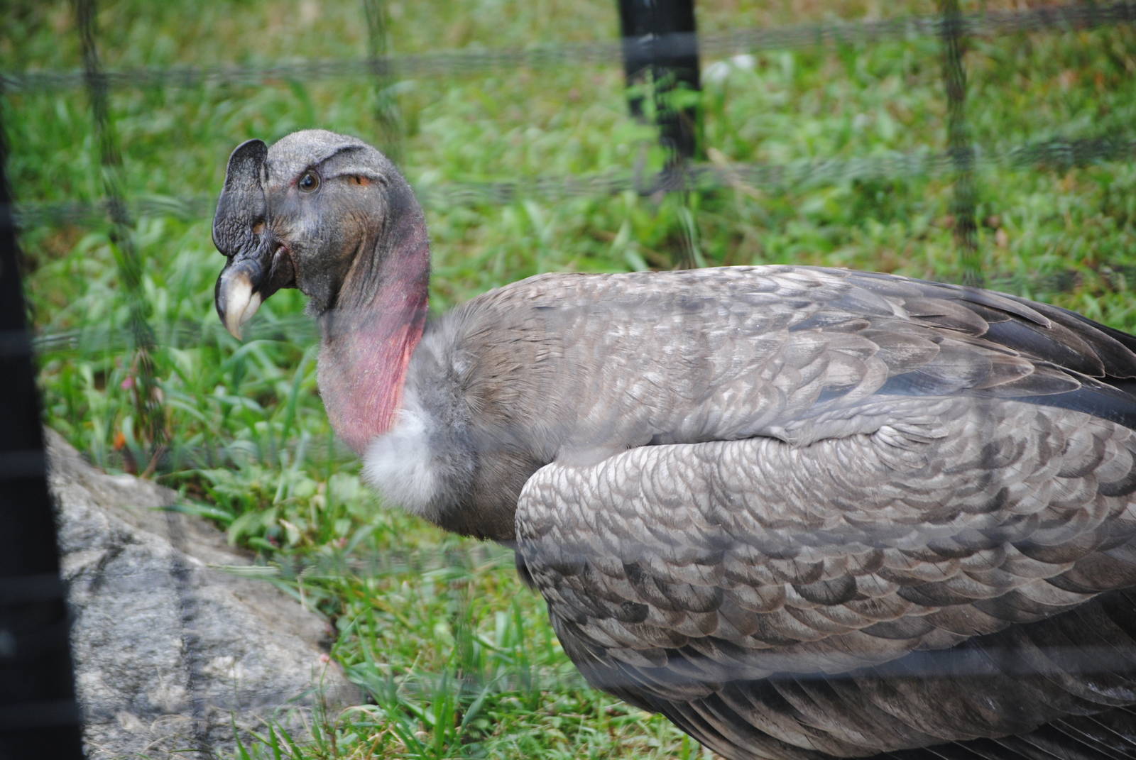 Andean Condor