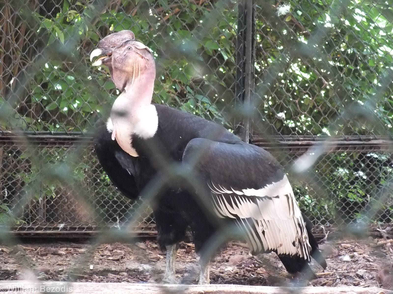 Andean Condor