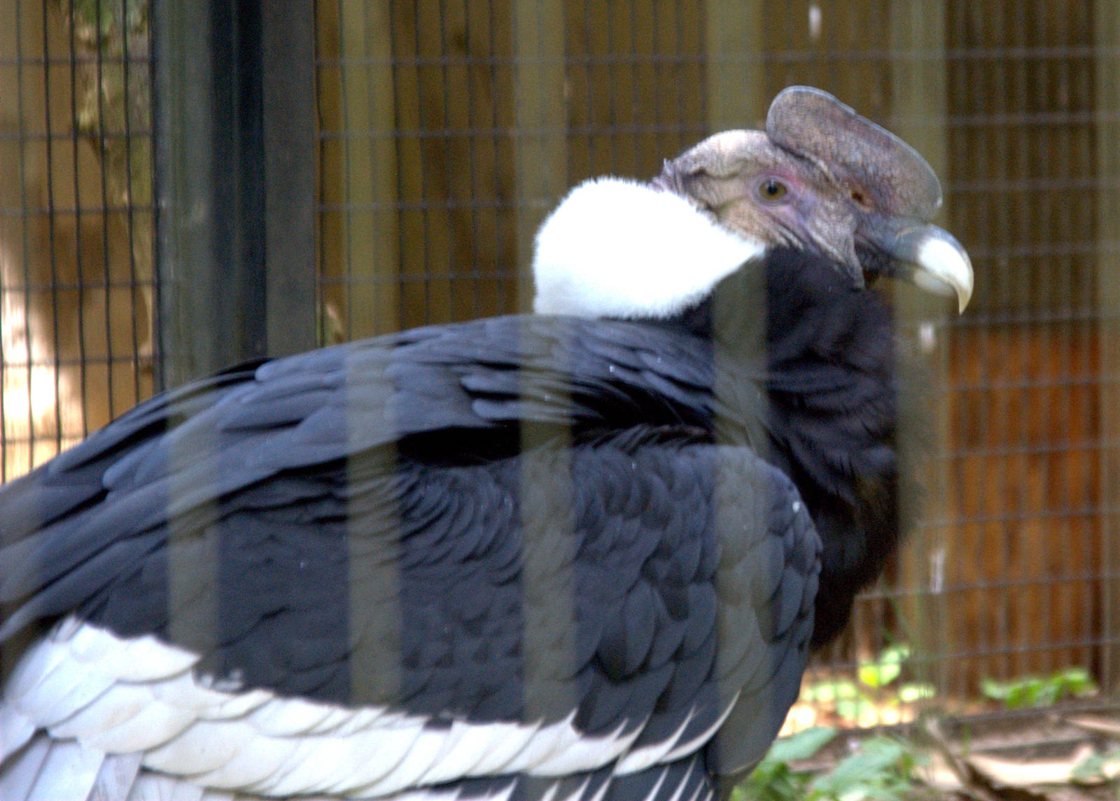 Andean Condor