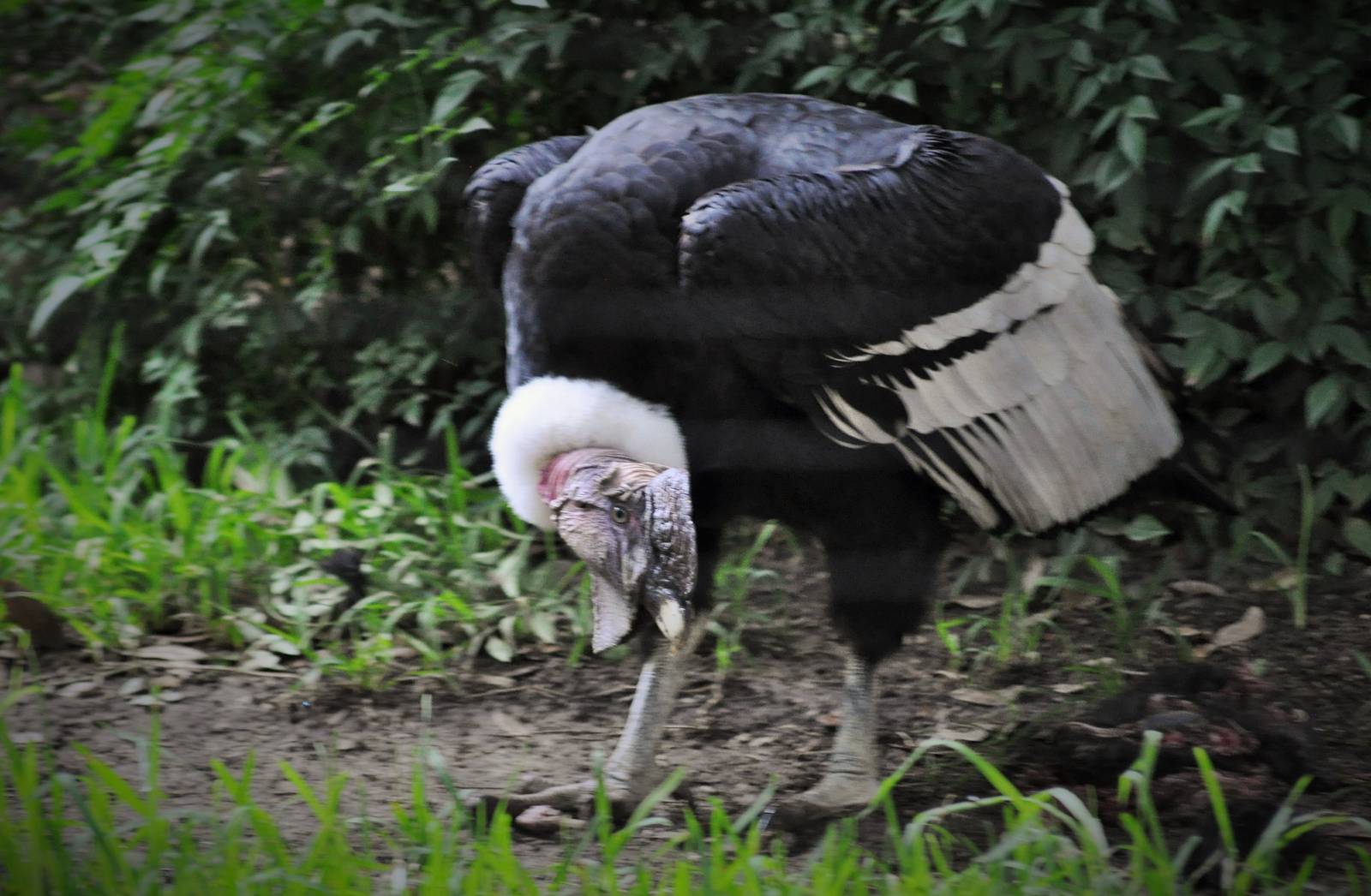 Andean Condor