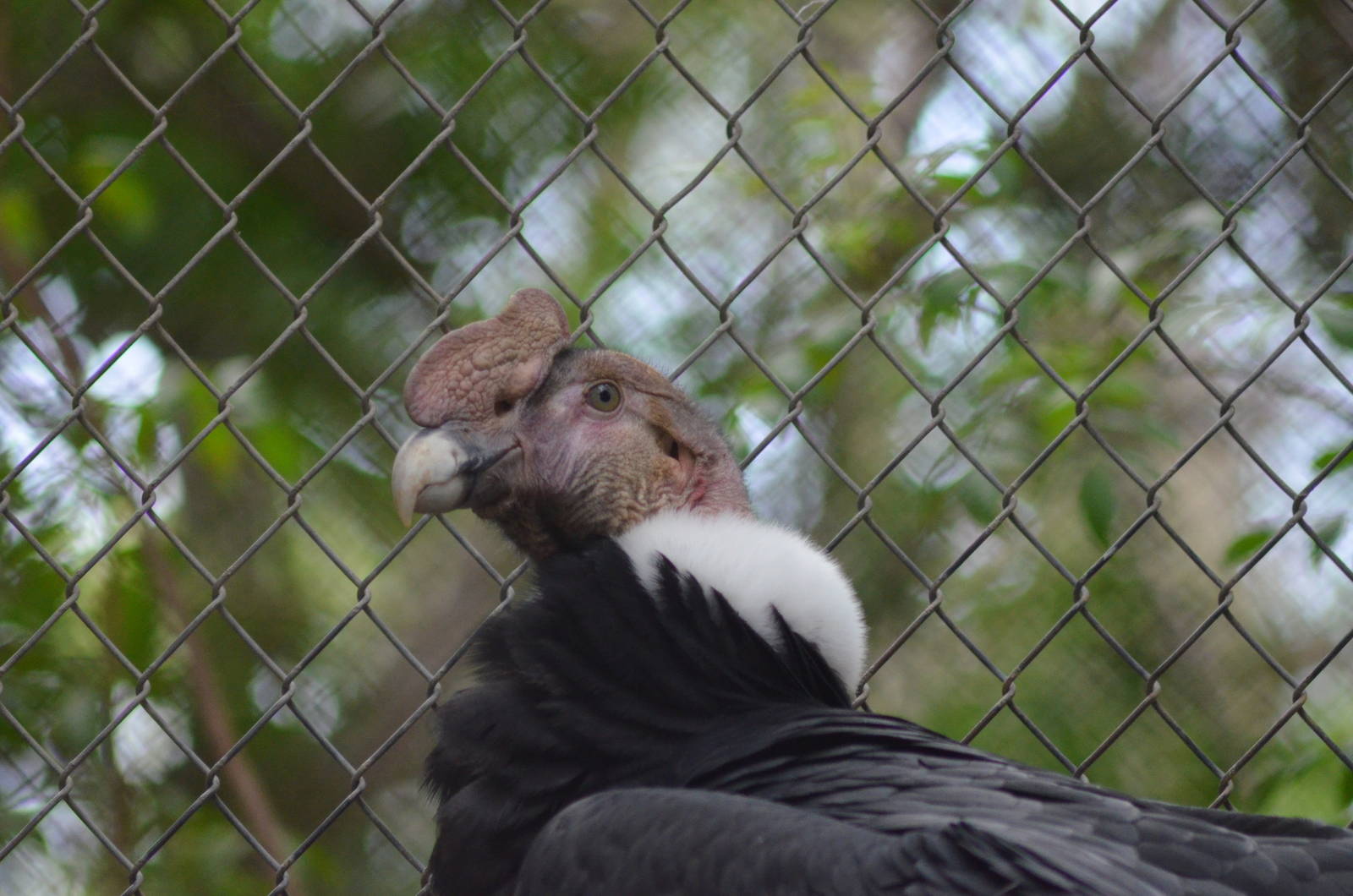 Andean Condor