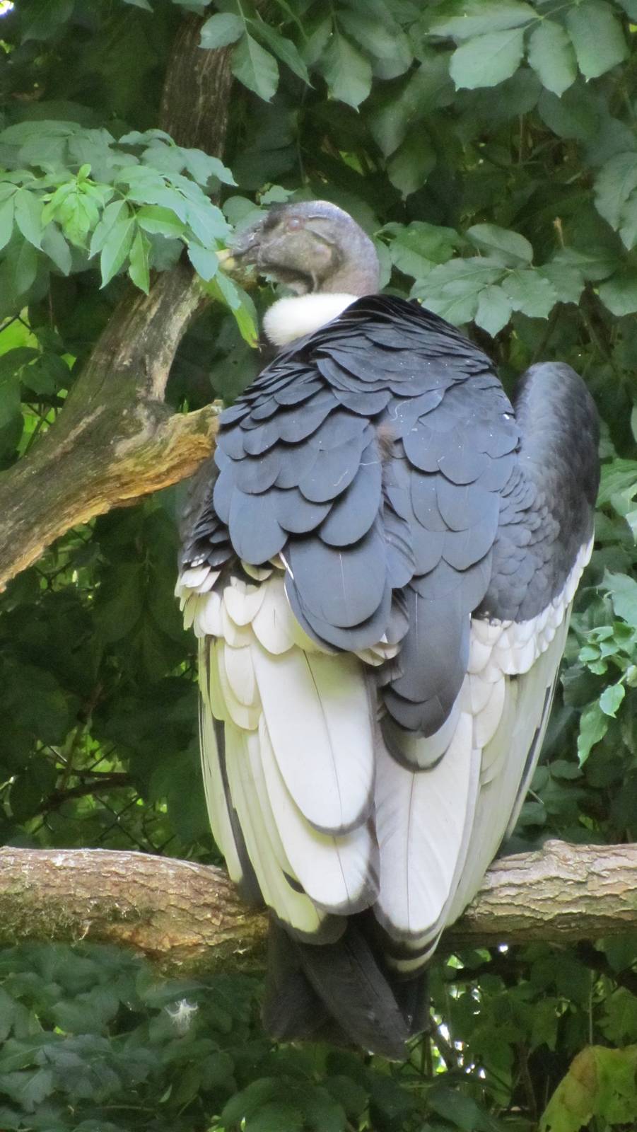 Andean condor
