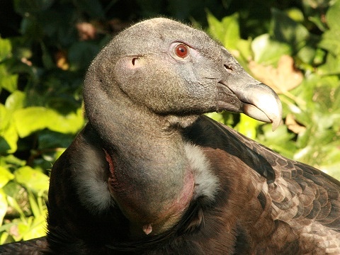 Andean Condor