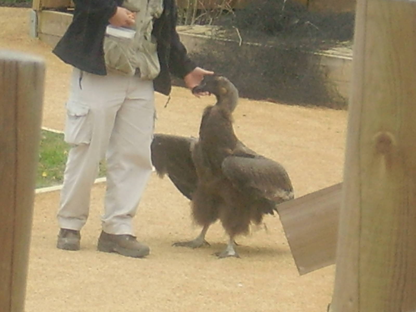 Andean Condor