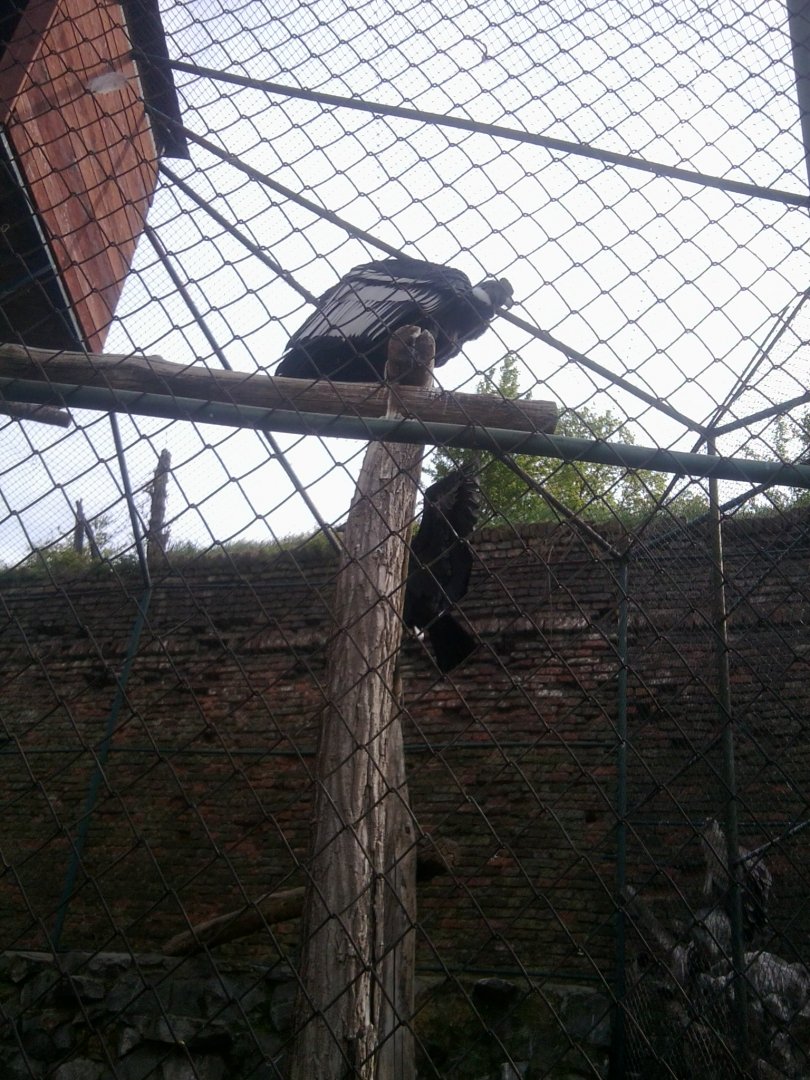 Andean condor